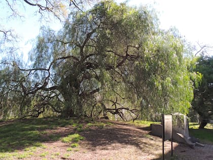 El aguaribay histórico, bajo cuya sombra descansaba el Perito Moreno