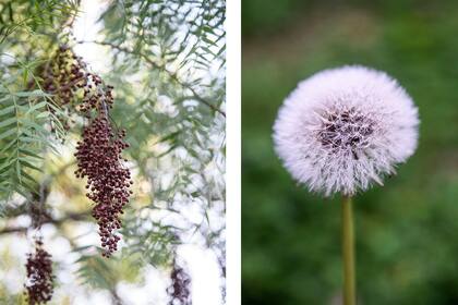 El aguaribay (Schinus areira) tiene propiedades antiinflamatorias y digestivas. El diente de león (Taraxacum officinale) es valioso para tratar problemas de anemia, riñón y fiebre