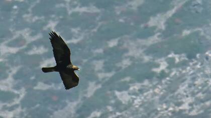 El águila, antes del ataque