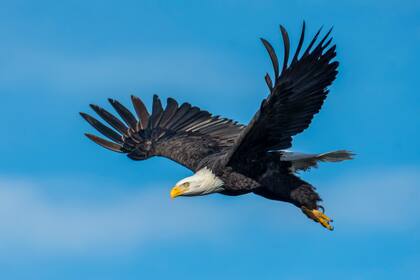 El águila calva estuvo a punto de extinguirse en Estados Unidos a fines del siglo XX pero su población se estabilizó