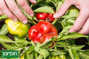 La hortaliza que desorientó a Colón y sigue envuelta en un insólito malentendido