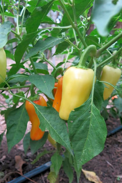 El ají necesita calor, suelo vivo y una mano paciente