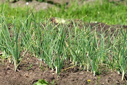 El ajo es un potente antibiótico fácil de cultivar en casa y muy útil en la gastonomía