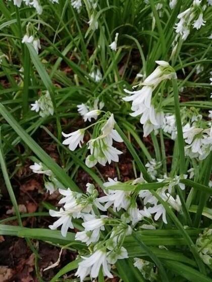 El ajustar la exposición de la planta la luz solar estacionalmente asegura que la planta continúe floreciendo durante todo el año