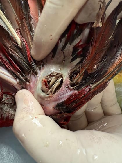 El ala derecha de Charrúa presentaba una fractura expuesta con pérdida ósea, producto del impacto del proyectil