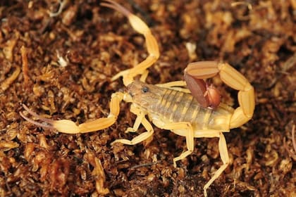 El alacrán del género Tityus, de color amarillento, es el más peligroso y su picadura puede ser letal