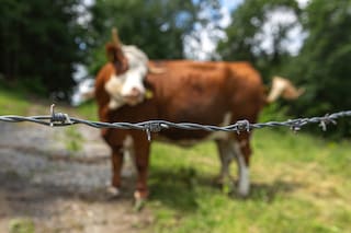 “Más liviano que el aire, más fuerte que el whisky, más barato que el polvo”, el invento que revolucionó el Lejano Oeste