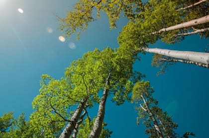 El álamo temblón (Populus tremuloides) habita desde América del Norte hasta el Norte del Valle de México