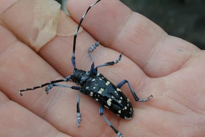 El ALB es de color negro con manchas blancas, puede medir casi cuatro centímetros de largo, y sus antenas pueden tener hasta el doble de longitud.