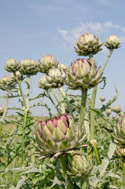 El alcaucil en la planta, listo para ser cosechado.