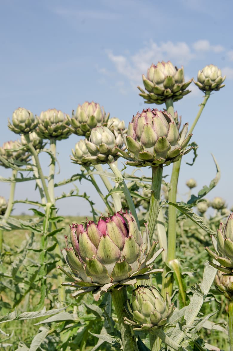 Fiesta de la Alcachofa Platense para comprar directo del productor