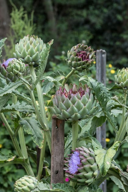 El alcaucil se conoce como el "alimento medicina" gracias a la cinarina, una sustancia con acción antiinflamatoria, capaz de regenerar las células hepáticas