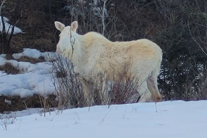 El alce blanco fue avistado en Canadá