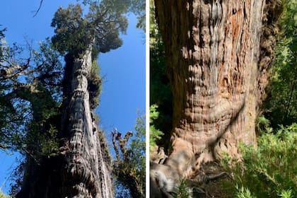 El Alerce Abuelo fue el foco principal del estudio