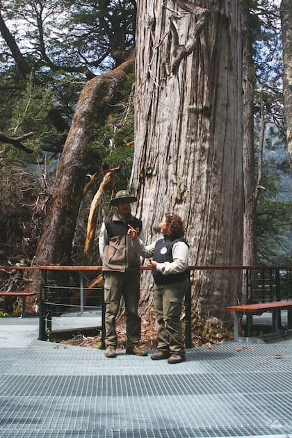 Es uno de los árboles más antiguos de la Argentina
