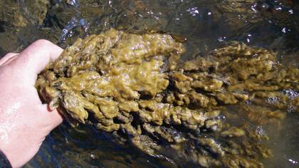 El alga didymo en aguas del sur