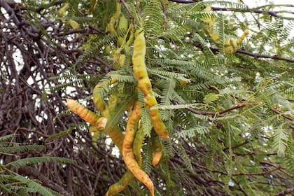 El algarrobo blanco tiene valor cultural y su madera es muy apreciada