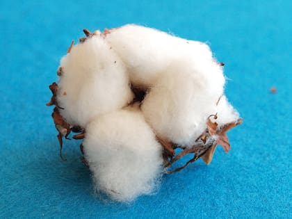Το Cotton διατηρεί μια καθοριστική παρουσία στη βιομηχανία κλωστοϋφαντουργίας (επεξηγηματική φωτογραφία: Pixabay)