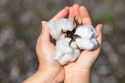 El algodón se cosecha entre noviembre y enero.