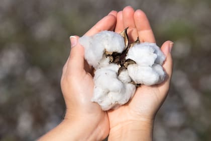 El algodón se cosecha entre noviembre y enero.