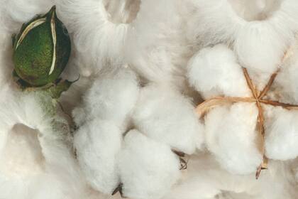 El algodón se sumó al mecanismo que tiene un tipo de cambio diferencial