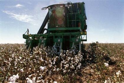 El algodón, uno de los insumos más importantes de la industria textil, aumentó por escasez durante la pandemia
