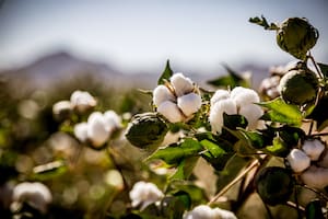 Se registró una leve mejora en productos claves para la economía de las provincias