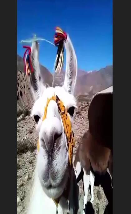 El alimento de las llamas cuesta 1000 pesos por día y si turistas es difícil costearlo