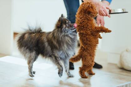 El alimento para mascotas también está afectado