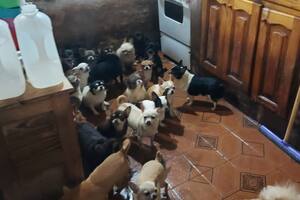 El allanamiento tuvo lugar en un domicilio de Juan B. Justo al 3000