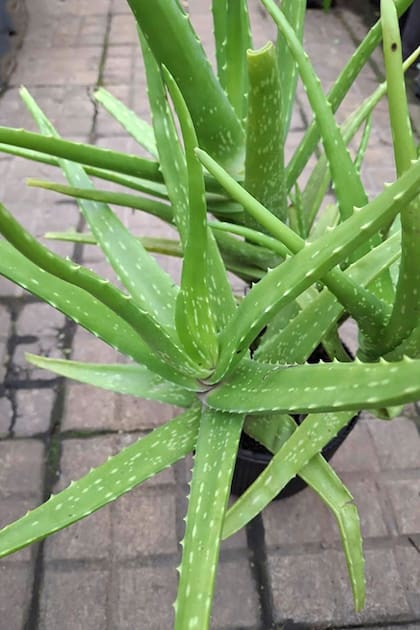 El aloe se emplea en el preparado que funciona como bloqueador solar en las plantas