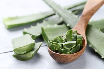 El aloe vera, con sus hojas carnosas llenas de un gel transparentees un tesoro de la cosmética natural