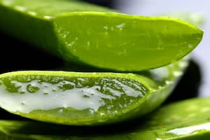 El aloe vera es una de las plantas más destacadas en la medicina tradicional herbolaria por sus propiedades terapéuticas