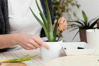 Por qué tenés que poner aloe vera en la puerta de casa, según el Feng Shui
