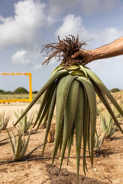 El aloe vera es uno de los proudctos insignia de la isla