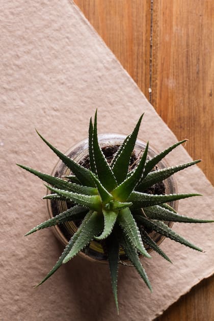 El aloe vera funciona como un purificador de las energías del hogar (Foto: Freepik)