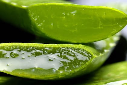 El aloe vera o sábila produce un gel transparente de la sábila que se utiliza en forma de cremas para tratar quemaduras, la psoriasis e incluso el acné