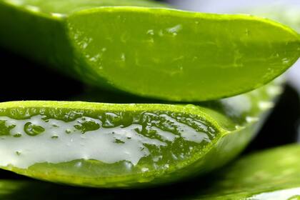 El aloe vera ofrece varias propiedades beneficiosas, tales como su potente capacidad antioxidante y sus cualidades antibacterianas
