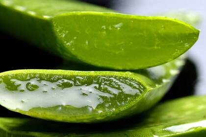 El aloe vera se destaca como un ingrediente esencial en cosmética y cuidado personal