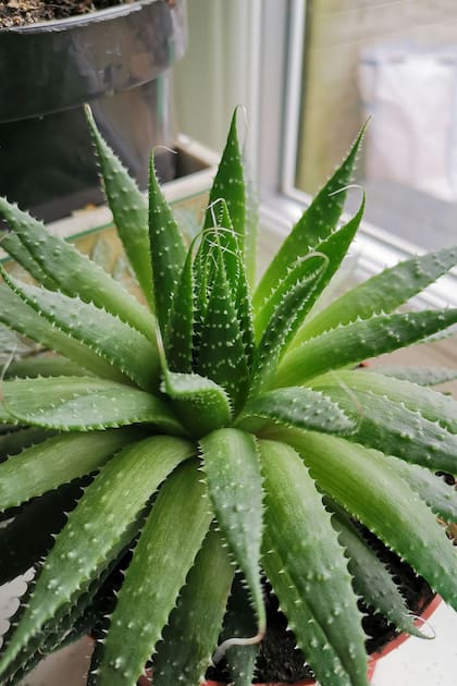 El aloe vera tiene la capacidad de absorber sustancias contaminantes como el formaldehído y benceno