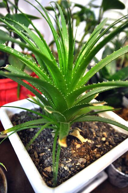El aloe vera, un gran aliado para la piel (Foto: iStock)