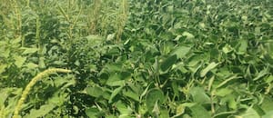 Alertan por una presencia más temprana de malezas y recomiendan tener una estrategia