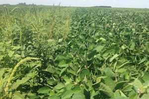 Alertan por una presencia más temprana de malezas y recomiendan tener una estrategia