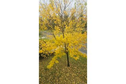 El amarillo imposible de los fresnos