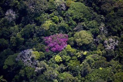 El Amazonas fue formado por la acción humana durante milenios, dicen los científicos