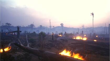 El Amazonas ha sido catalogado como los pulmones de la Tierra y está siendo destruido Foto: BBC