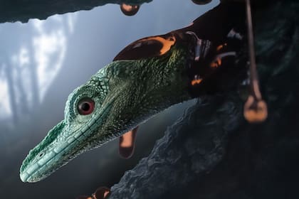 El ámbar conservó los finos detalles anatómicos del Oculudentavis naga, incluidas las escamas en su mentón y alrededor de sus fosas nasales. Los investigadores estiman que el lagarto medía entre 5 y 7 centímetros de largo, sin incluir la cola