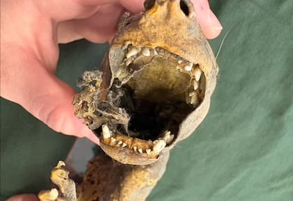 El ambiente seco y caluroso favoreció la momificación. (Foto: gentileza Jerielle Cartales)