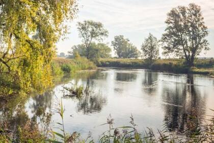 El ameboide Naegleria fowleri puede encontrarse en lagunas, estanques y piscinas