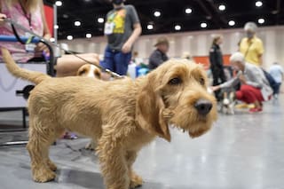 El American Kennel Club añade tres nuevas razas de perros